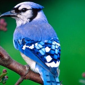 Meet your Posher, Ricardo